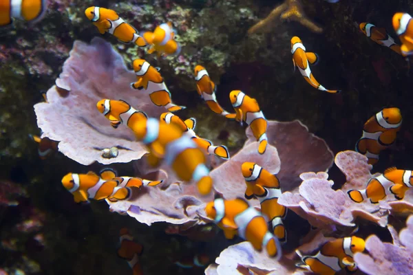 在水族馆的橙色小丑鱼 — 图库照片