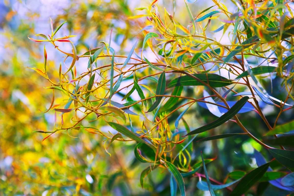 红马里植物 — 图库照片