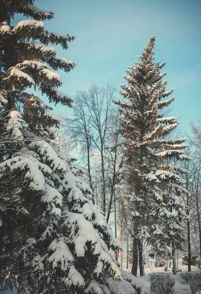 Giornata invernale soleggiata — Foto Stock