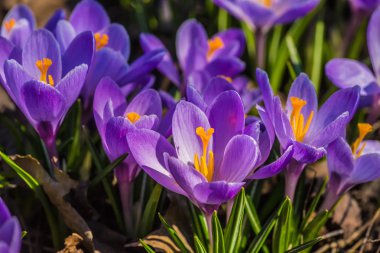 Çiçekli bahar çiğdemler