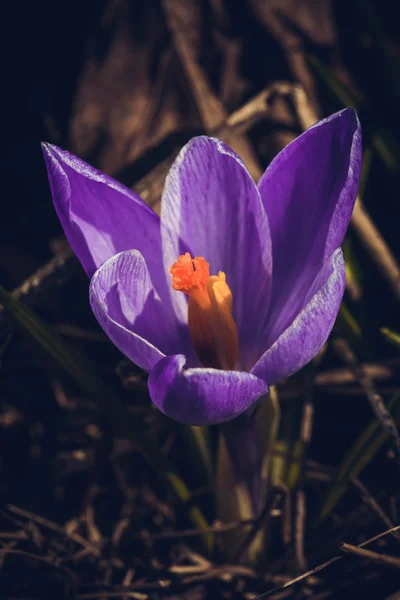 Flowering spring crocuses — Stock Photo, Image