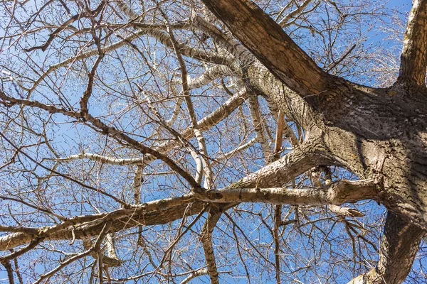 In anticipation of spring — Stock Photo, Image