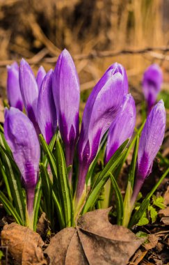 Çiçekli bahar çiğdemler