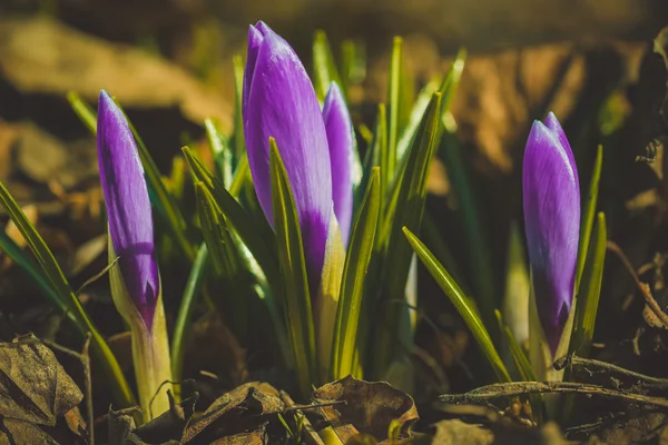 Çiçekli bahar çiğdemler