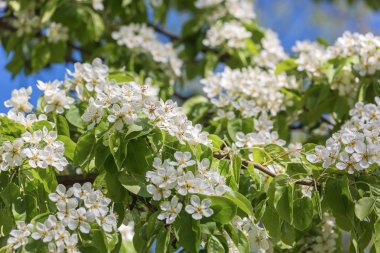 Festival bahar arka plan