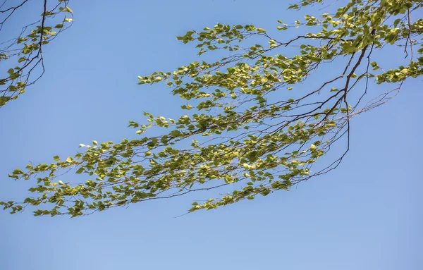 The wind of change — Stock Photo, Image