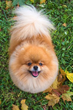 Sadık bir arkadaş yardımcı olacaktır