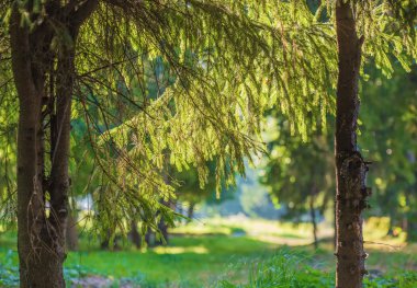Ormanda güneş perde