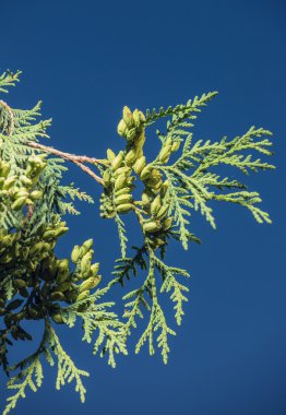 Hazırlık yeni mahsul