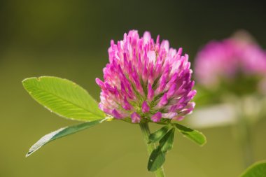 Trifolium pratens, e macro