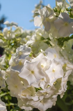 Tüm hızıyla yaz mevsimindeyiz