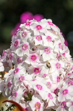 Hat blooming   Phloxes