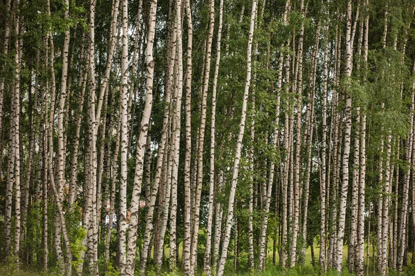 Tillförlitlig staket av Björk — Stockfoto