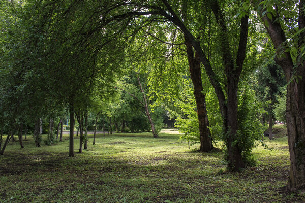 Deciduous trees in the summer in the Park