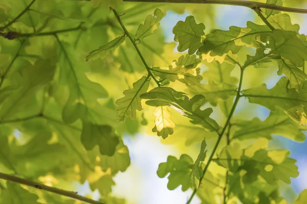 Sunny summer background — Stock Photo, Image