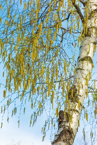 Spring background with birch earrings in the sky — Stock Photo, Image