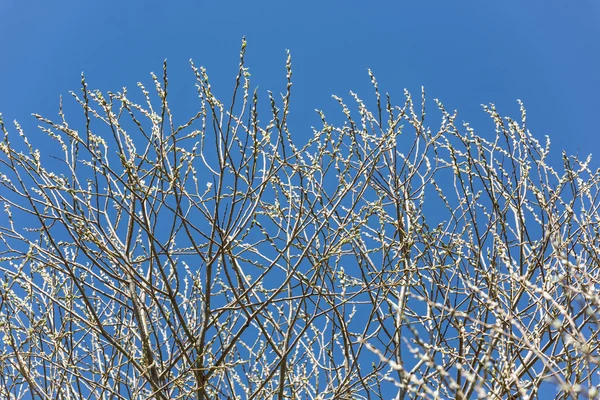 À espera do milagre da Primavera — Fotografia de Stock