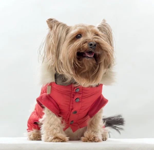 Ropa familiar de moda para mascotas en rojo —  Fotos de Stock