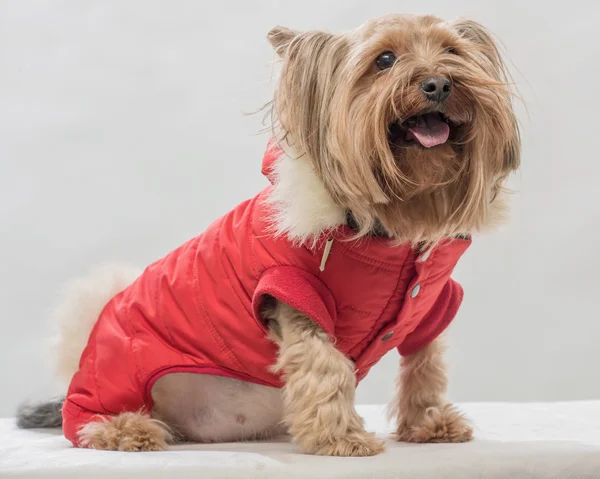 Модний сімейний одяг для домашніх тварин у червоному — стокове фото