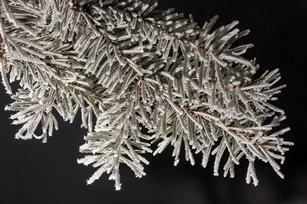 Frammenti di freddo invernale — Foto Stock