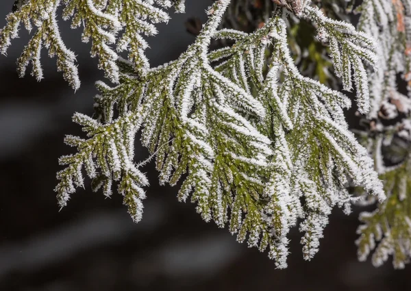 Frammenti di freddo invernale — Foto Stock