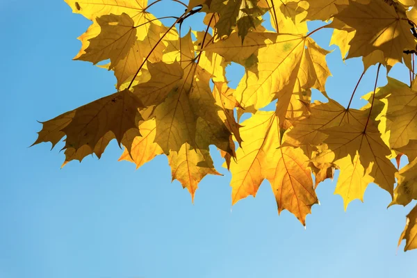 秋のメープル背景 — ストック写真