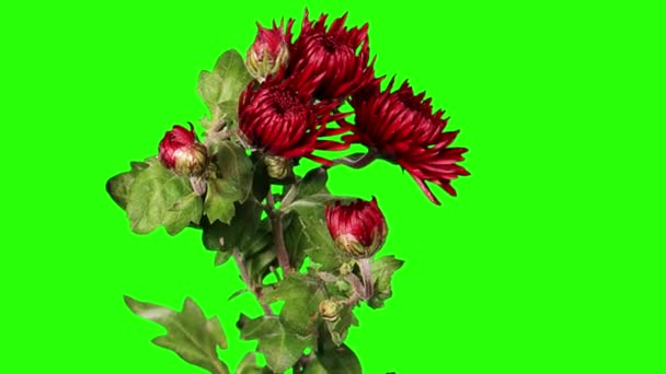 Kvetoucí červená chrysanthemum poupata zelená obrazovka, Full Hd