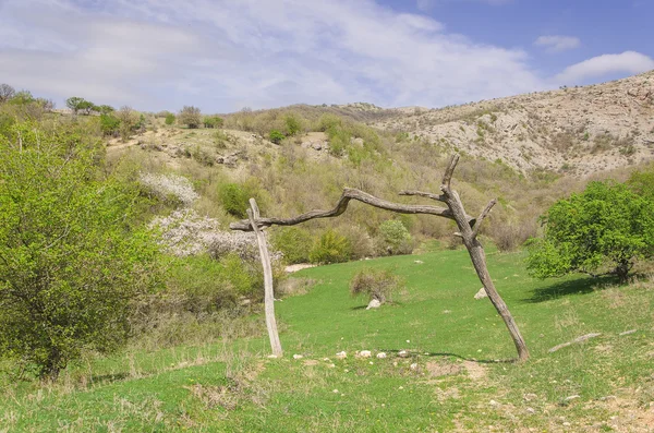 Lantlig väg i skogen — Stockfoto