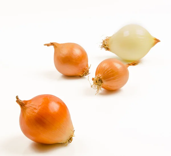 Zwiebeln auf weißem Hintergrund — Stockfoto