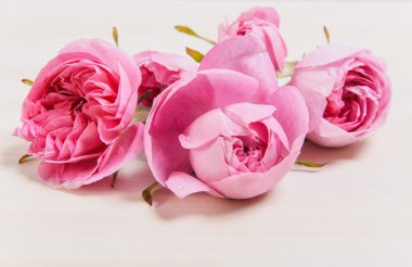 Beyaz arkaplanda gül tomurcukları