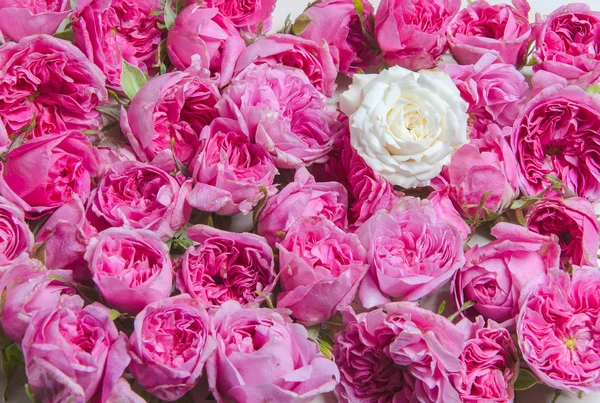 Boutons de rose sur fond blanc — Photo