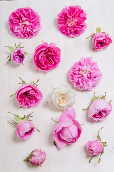 Rose buds on a white background — Stock Photo, Image