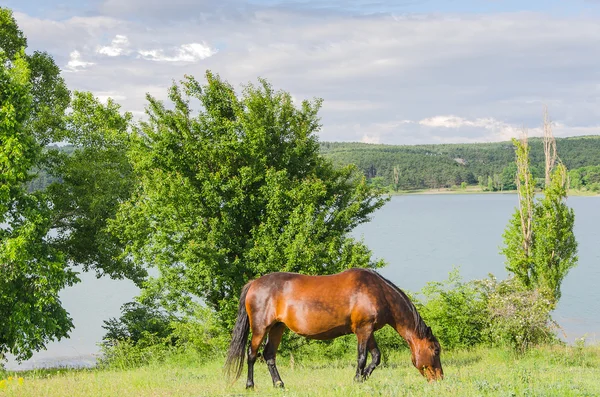 Pasto de cavalo na natureza — Fotografia de Stock