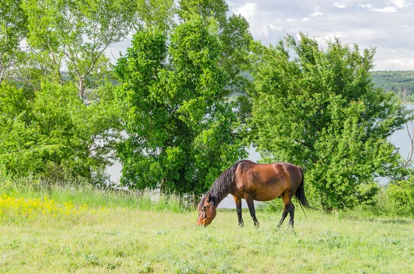 Pasto de cavalo na natureza — Fotografia de Stock