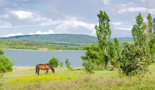 Pasto de cavalo na natureza — Fotografia de Stock