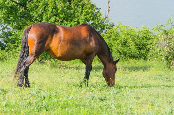 Pasto de cavalo na natureza — Fotografia de Stock