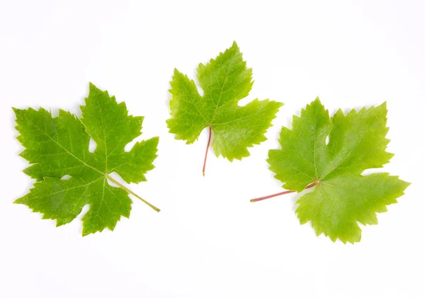 Grapes leaves  on white background — Stock Photo, Image
