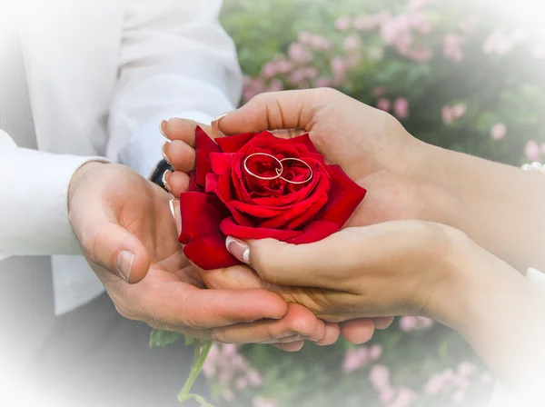 Wedding rings in a rose — Stock Photo, Image