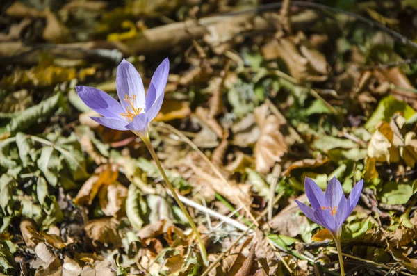 Crocus in the autumn forest — Stock Photo, Image