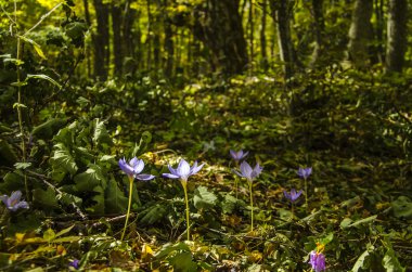 Sonbahar ormanındaki Crocus.