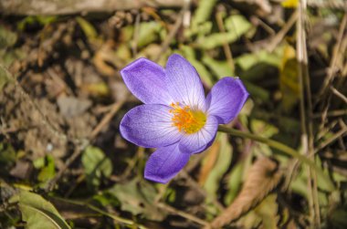 Sonbahar ormanındaki Crocus.