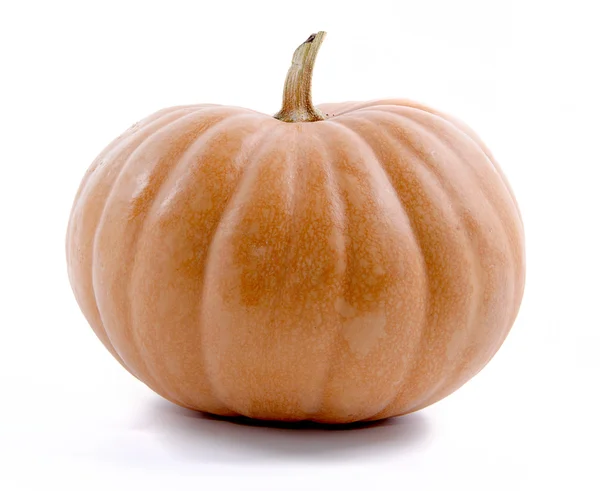 Autumn pumpkin Stock Image