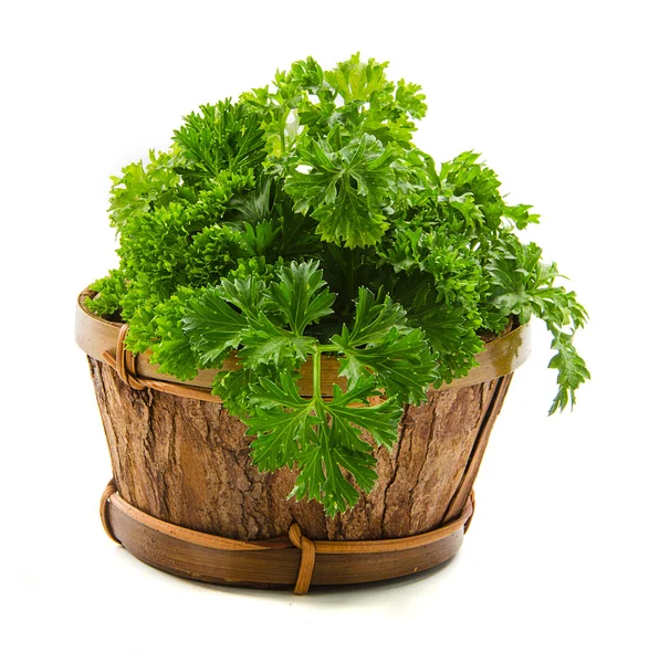 Bunch of parsley — Stock Photo, Image