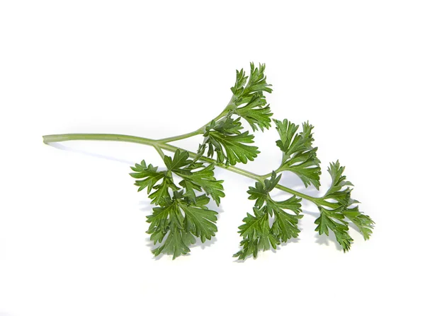 Parsley twig — Stock Photo, Image