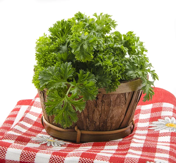 Bunch of parsley — Stock Photo, Image