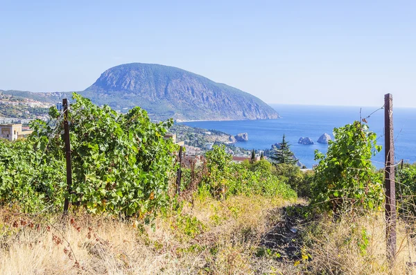 Weinberg und Meer — Stockfoto