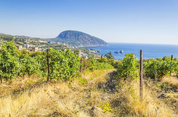 Vineyard and sea — Stock Photo, Image