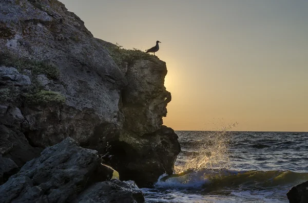 Sea and bird — Stock Photo, Image