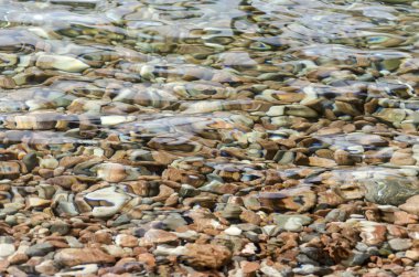 çakıl taşları ve deniz yosunu 
