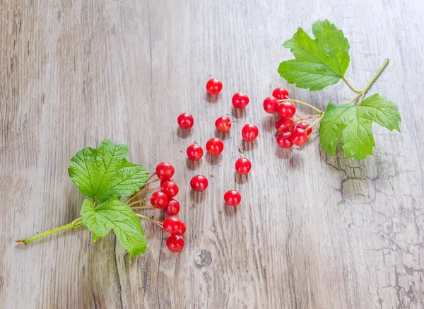 Viburnum. — Foto de Stock